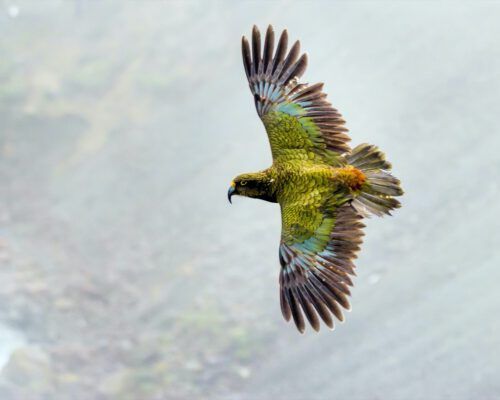 wanaka-new-zealand-39